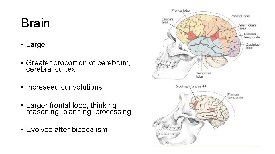 Brain • Large • Greater proportion of cerebrum, cerebral cortex • Increased convolutions •