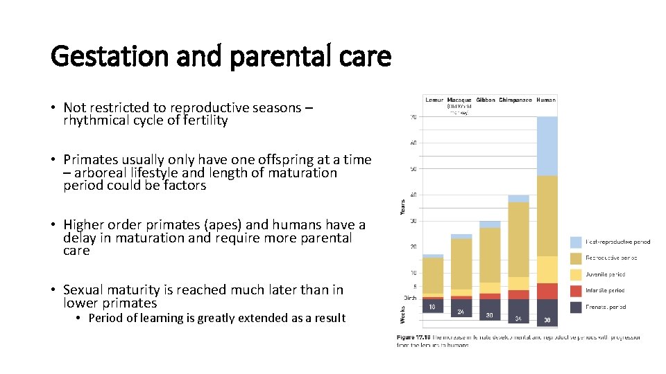 Gestation and parental care • Not restricted to reproductive seasons – rhythmical cycle of