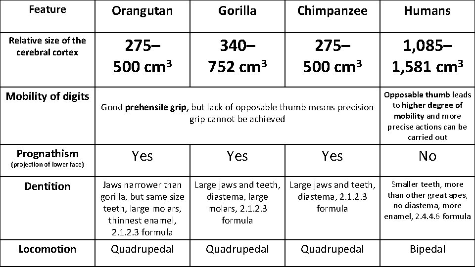 Feature Orangutan Gorilla Chimpanzee Humans Relative size of the cerebral cortex 275– 500 cm