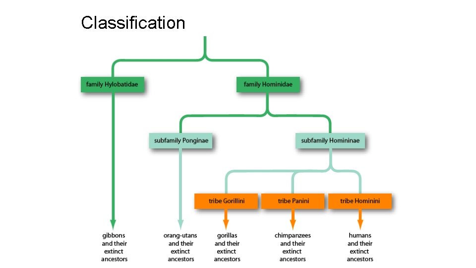 Classification 