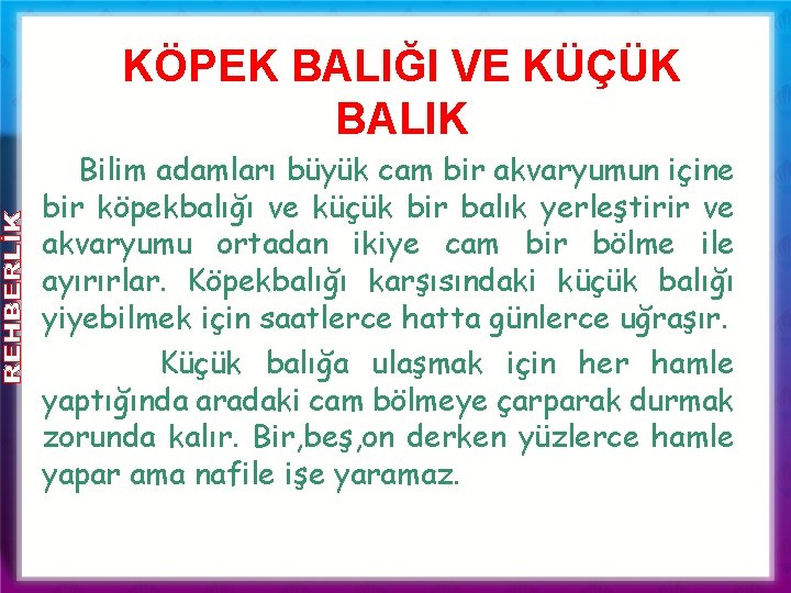 KÖPEK BALIĞI VE KÜÇÜK BALIK Bilim adamları büyük cam bir akvaryumun içine bir köpekbalığı