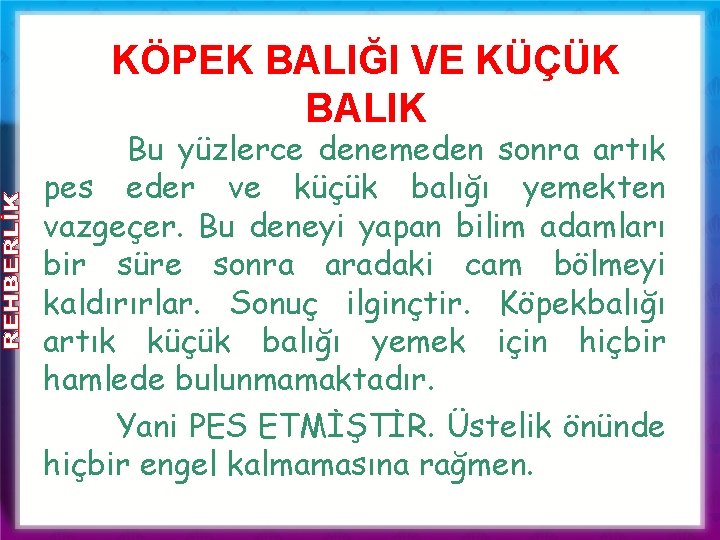 KÖPEK BALIĞI VE KÜÇÜK BALIK Bu yüzlerce denemeden sonra artık pes eder ve küçük