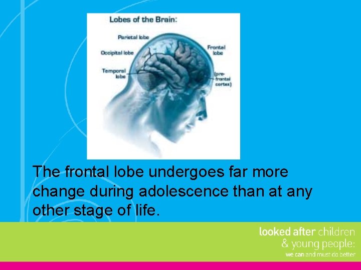 The frontal lobe undergoes far more change during adolescence than at any other stage The frontal lobe undergoes far more change during adolescence than at any other stage