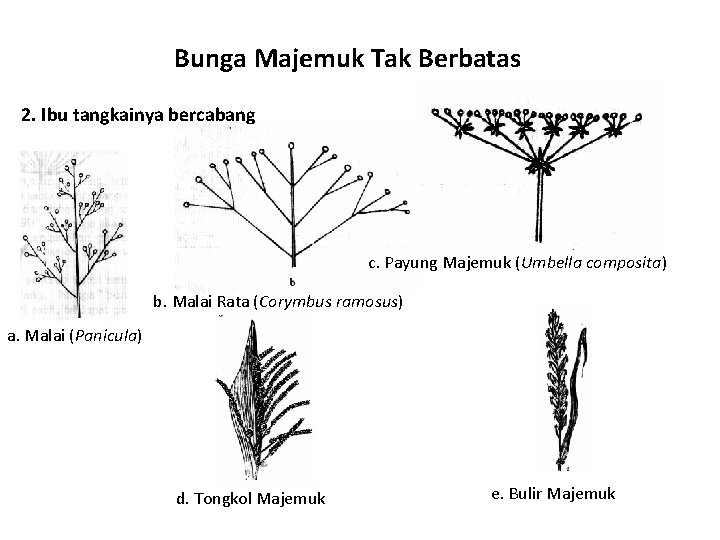 Bunga Majemuk Tak Berbatas 2. Ibu tangkainya bercabang c. Payung Majemuk (Umbella composita) b.