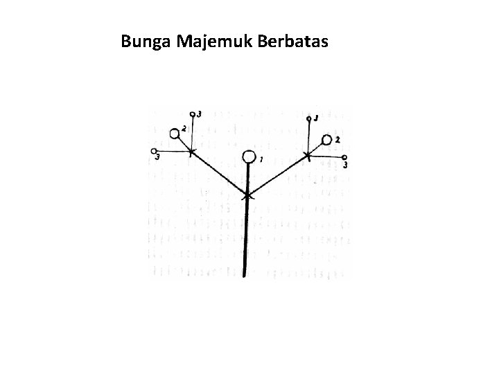 Bunga Majemuk Berbatas 