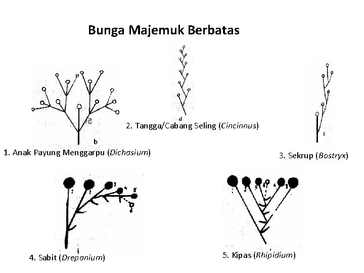 Bunga Majemuk Berbatas 2. Tangga/Cabang Seling (Cincinnus) 1. Anak Payung Menggarpu (Dichasium) 4. Sabit