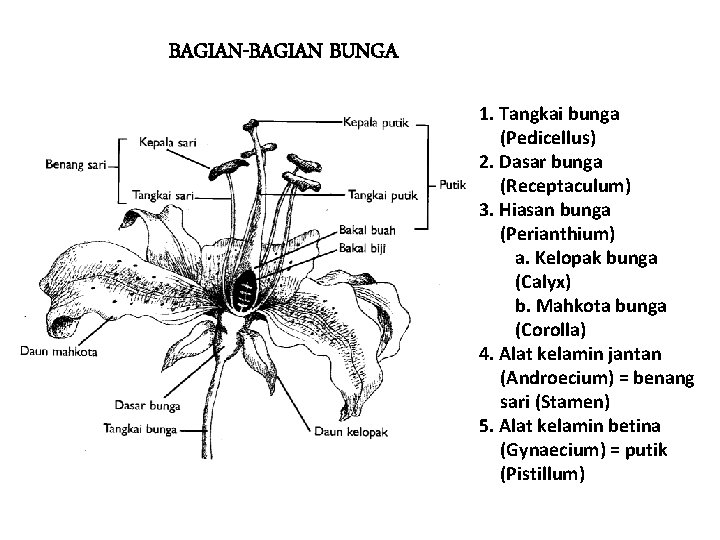 BAGIAN-BAGIAN BUNGA 1. Tangkai bunga (Pedicellus) 2. Dasar bunga (Receptaculum) 3. Hiasan bunga (Perianthium)