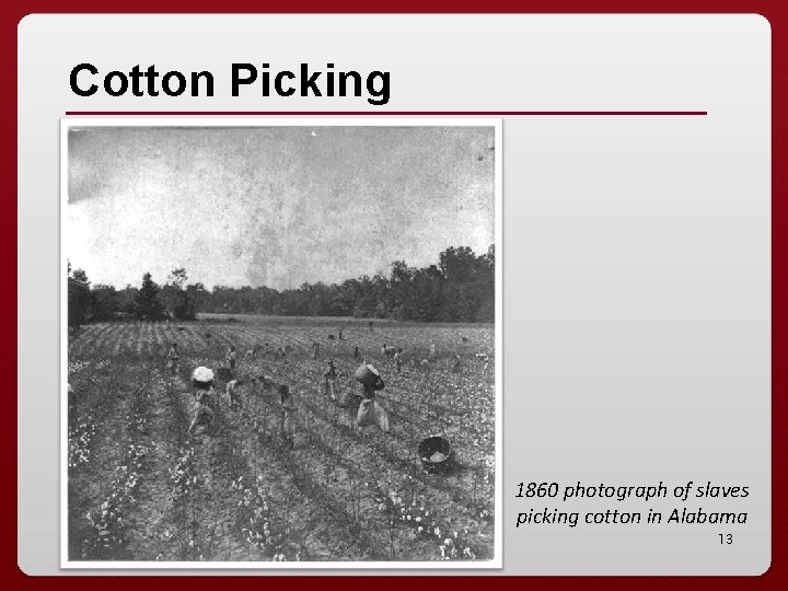 Cotton Picking 1860 photograph of slaves picking cotton in Alabama 13 