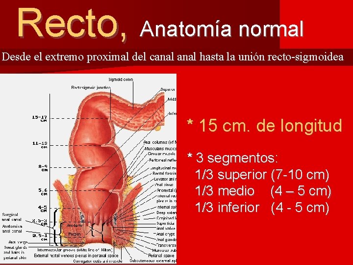 Recto, Anatomía normal Desde el extremo proximal del canal hasta la unión recto-sigmoidea *