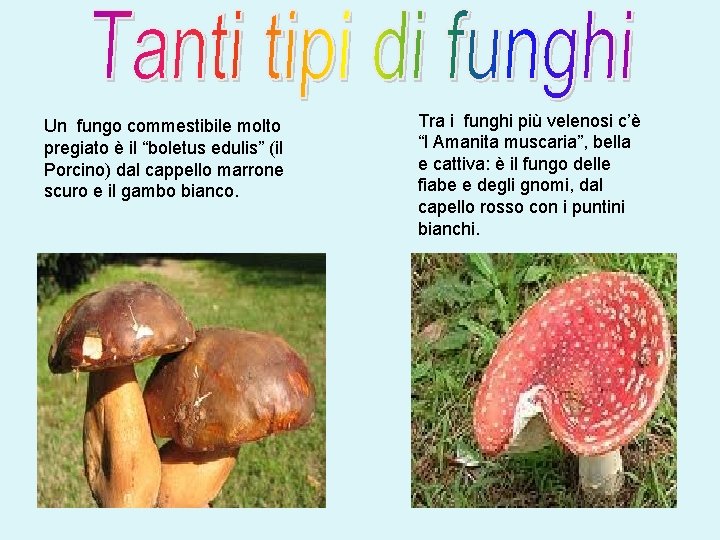 Un fungo commestibile molto pregiato è il “boletus edulis” (il Porcino) dal cappello marrone