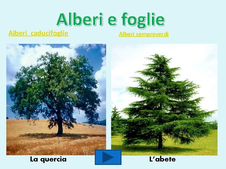 Alberi e foglie Alberi caducifoglie La quercia Alberi sempreverdi L’abete 