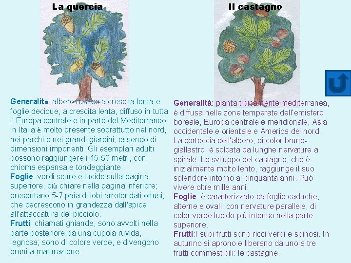 La quercia Generalità: albero rustico a crescita lenta e foglie decidue, a crescita lenta,