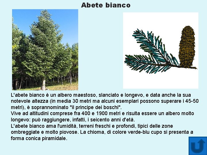 Abete bianco L'abete bianco è un albero maestoso, slanciato e longevo, e data anche