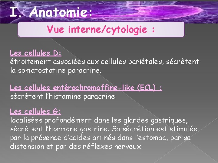 I. Anatomie: Vue interne/cytologie : Les cellules D: étroitement associées aux cellules pariétales, sécrètent