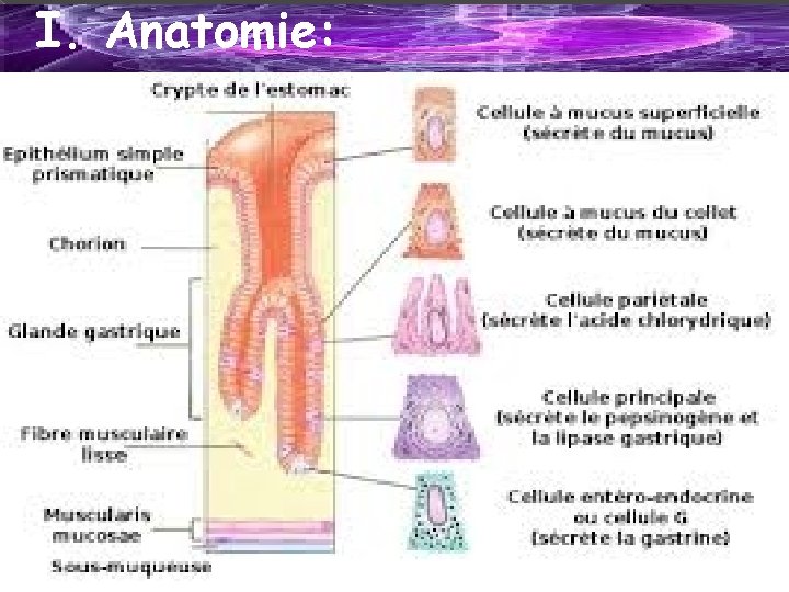 I. Anatomie: 