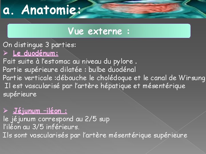 a. Anatomie: Vue externe : On distingue 3 parties: Ø Le duodénum: Fait suite