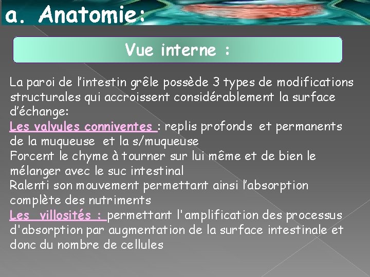 a. Anatomie: Vue interne : La paroi de l’intestin grêle possède 3 types de