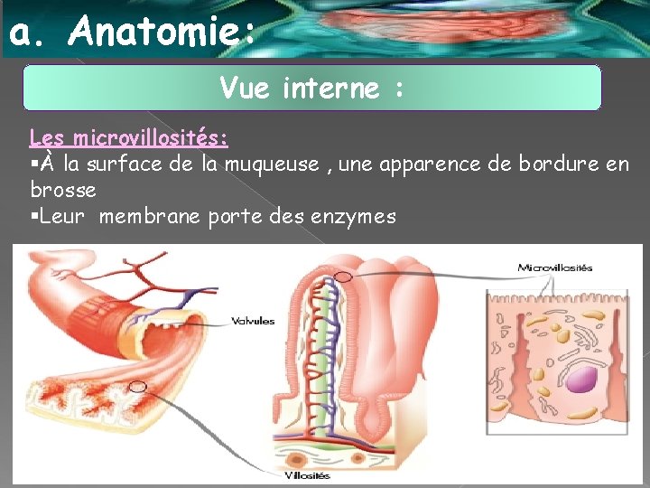 a. Anatomie: Vue interne : Les microvillosités: §À la surface de la muqueuse ,