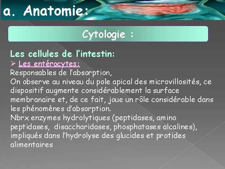 a. Anatomie: Cytologie : Les cellules de l’intestin: Ø Les entérocytes: Responsables de l’absorption,