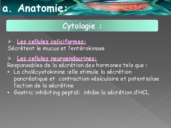 a. Anatomie: Cytologie : Ø Les cellules caliciformes: Sécrètent le mucus et l’entérokinase Ø