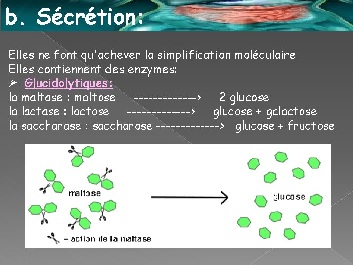 b. Sécrétion: Elles ne font qu'achever la simplification moléculaire Elles contiennent des enzymes: Ø