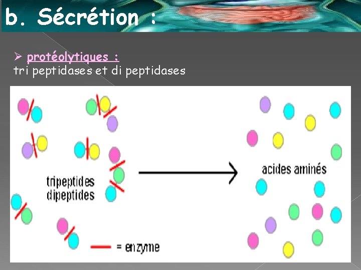 b. Sécrétion : Ø protéolytiques : tri peptidases et di peptidases 