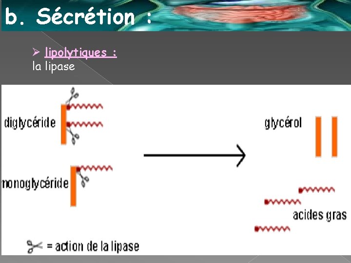 b. Sécrétion : Ø lipolytiques : la lipase 