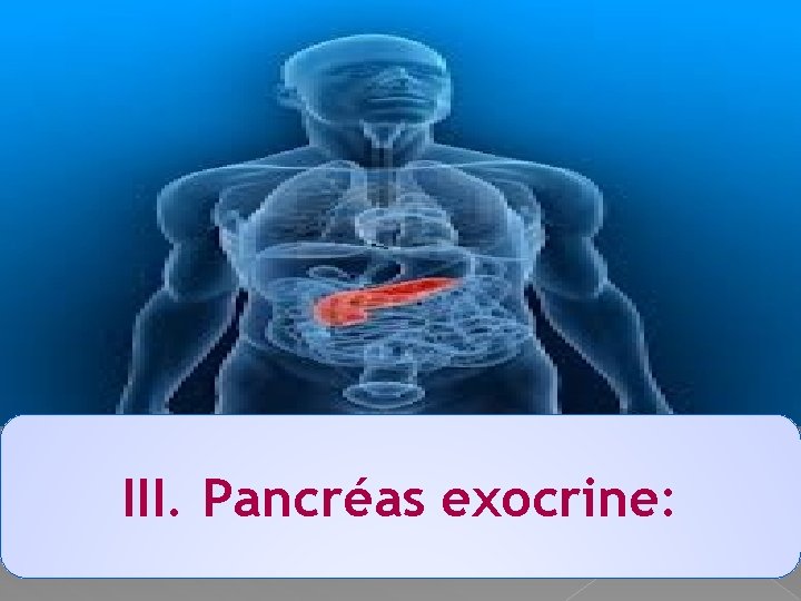 III. Pancréas exocrine: 