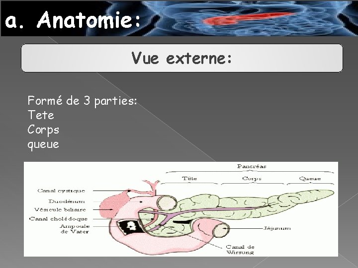 a. Anatomie: Vue externe: Formé de 3 parties: Tete Corps queue 