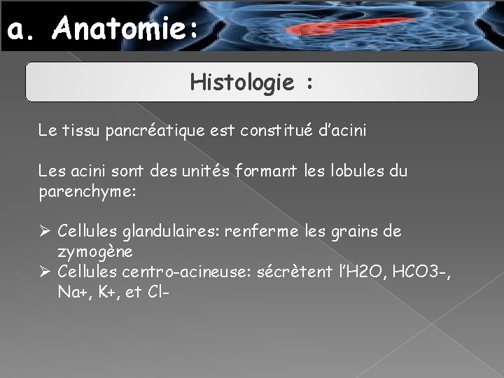 a. Anatomie: Histologie : Le tissu pancréatique est constitué d’acini Les acini sont des