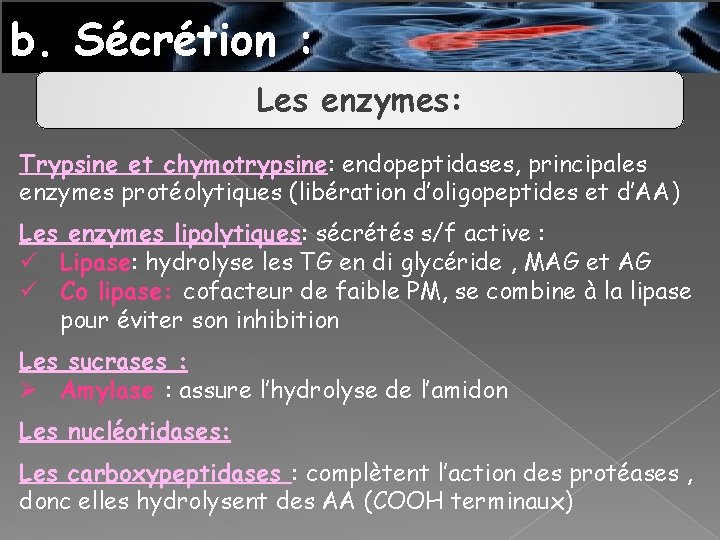 b. Sécrétion : Les enzymes: Trypsine et chymotrypsine: endopeptidases, principales enzymes protéolytiques (libération d’oligopeptides