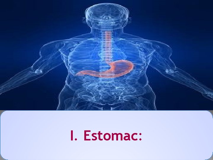 I. Estomac: 