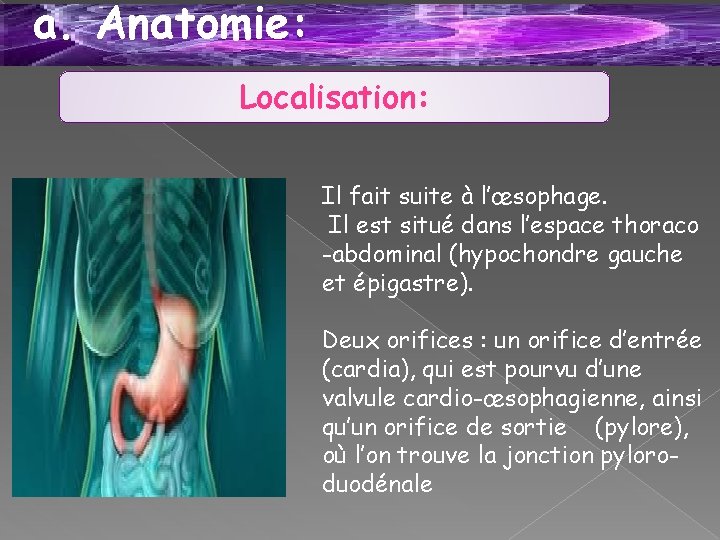 a. Anatomie: Localisation: Il fait suite à l’œsophage. Il est situé dans l’espace thoraco