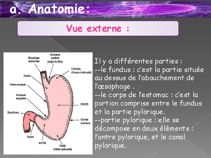 a. Anatomie: Vue externe : Il y a différentes parties : --le fundus :