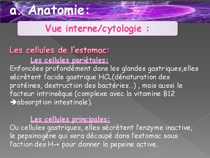 a. Anatomie: Vue interne/cytologie : Les cellules de l’estomac: Les cellules pariétales: Enfoncées profondément