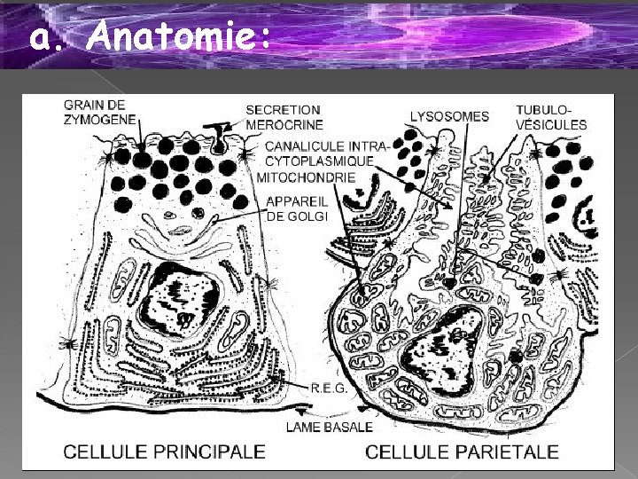 a. Anatomie: 