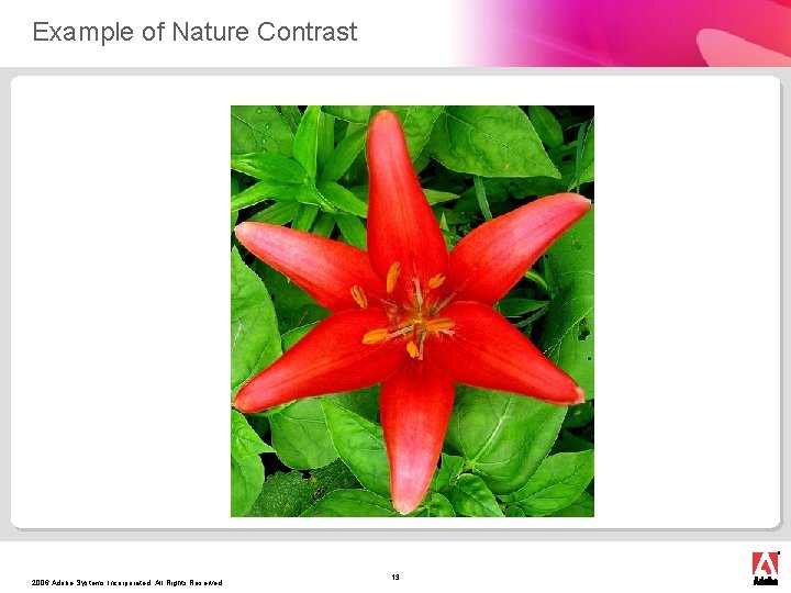 Example of Nature Contrast 2006 Adobe Systems Incorporated. All Rights Reserved. 13 
