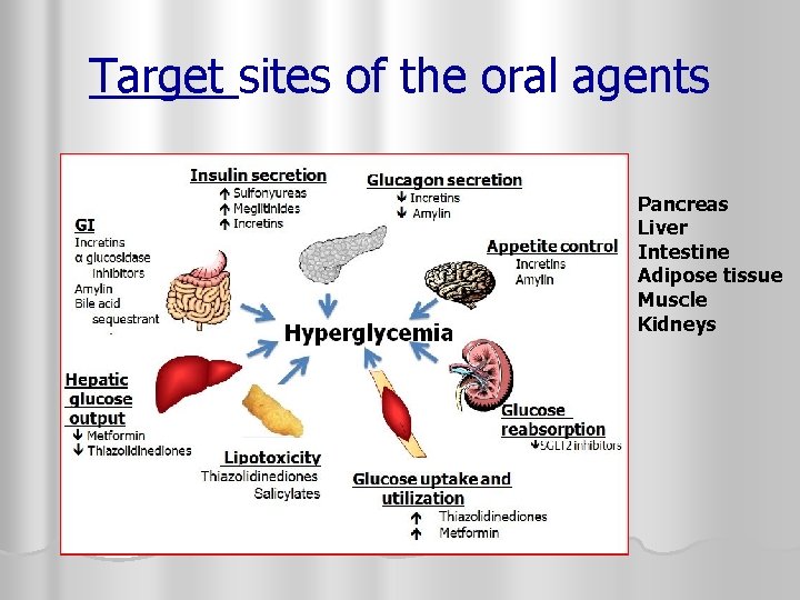 Target sites of the oral agents 1. 2. 3. 4. 5. 6. Pancreas Liver