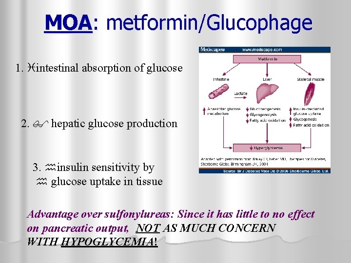 MOA: metformin/Glucophage 1. intestinal absorption of glucose 2. hepatic glucose production 3. insulin sensitivity