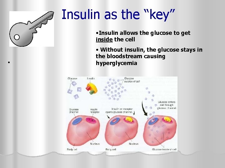 Insulin as the “key” • Insulin allows the glucose to get inside the cell