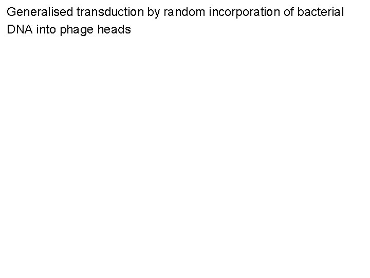 Generalised transduction by random incorporation of bacterial DNA into phage heads 