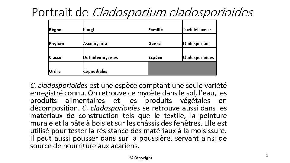 Portrait de Cladosporium cladosporioides Règne Fungi Famille Davidiellaceae Phylum Ascomycota Genre Cladosporium Classe Dothideomycetes