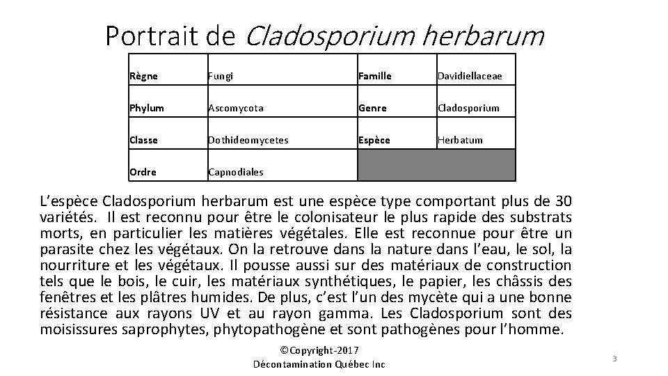 Portrait de Cladosporium herbarum Règne Fungi Famille Davidiellaceae Phylum Ascomycota Genre Cladosporium Classe Dothideomycetes