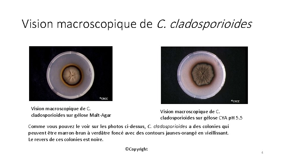 Vision macroscopique de C. cladosporioides sur gélose Malt-Agar Vision macroscopique de C. cladosporioides sur