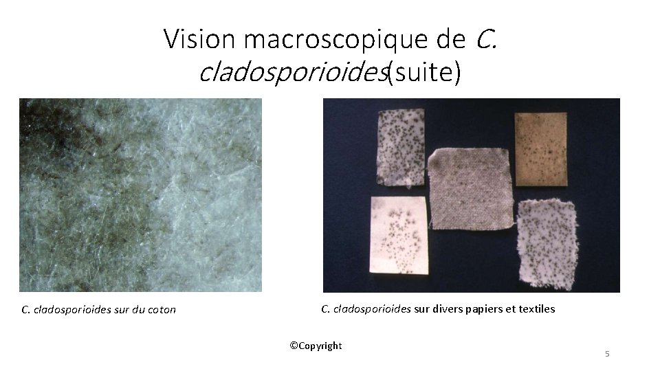 Vision macroscopique de C. cladosporioides(suite) C. cladosporioides sur du coton C. cladosporioides sur divers