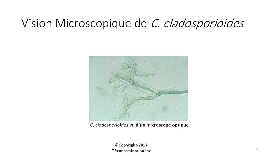 Vision Microscopique de C. cladosporioides vu d’un microscope optique ©Copyright-2017 Décontamination Inc 6 