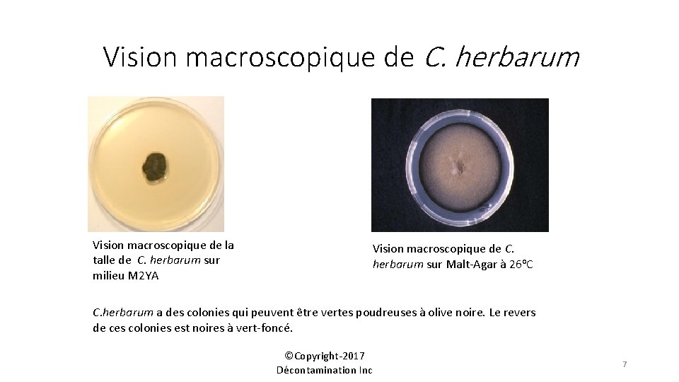 Vision macroscopique de C. herbarum Vision macroscopique de la talle de C. herbarum sur