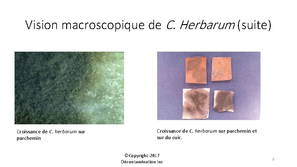 Vision macroscopique de C. Herbarum (suite) Croissance de C. herbarum sur parchemin et sur
