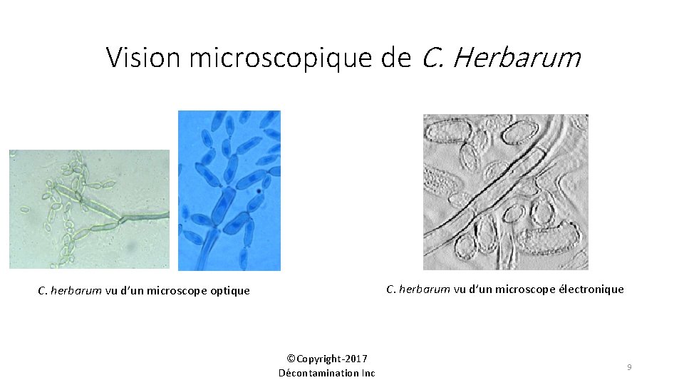 Vision microscopique de C. Herbarum C. herbarum vu d’un microscope électronique C. herbarum vu