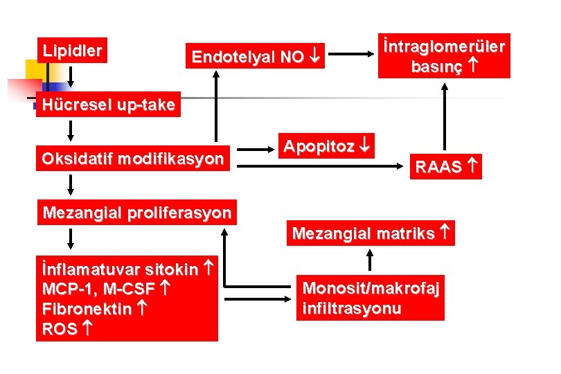 Lipidler Endotelyal NO İntraglomerüler basınç Hücresel up-take Oksidatif modifikasyon Mezangial proliferasyon İnflamatuvar sitokin MCP-1,